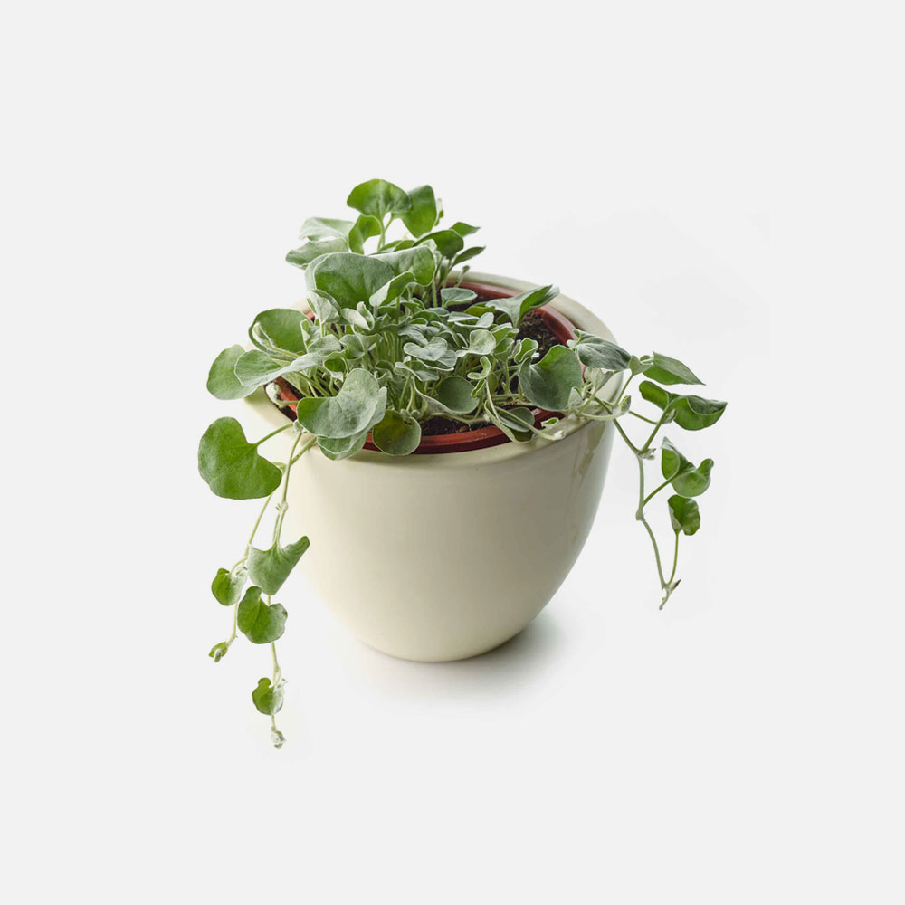 Dichondra Plant